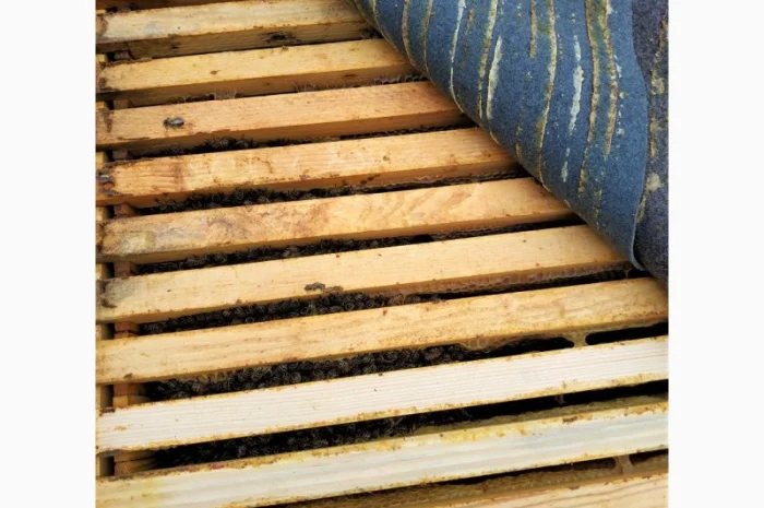 Пропонуються бджолопакети 3+1 та 4 рамки- фото № 3