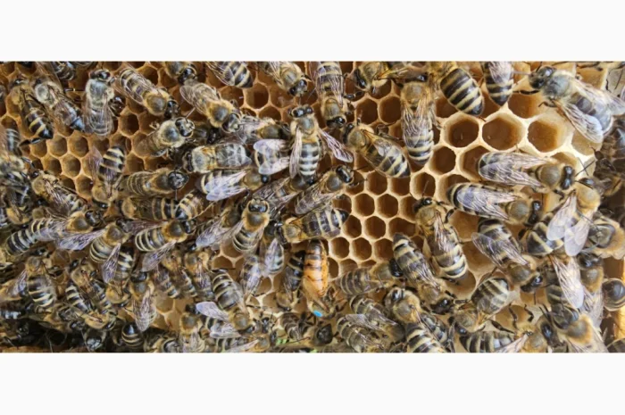 Продаються бджолопакети на 4 рамки- фото № 1