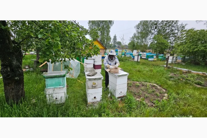 Продаються бджолопакети на 4 рамки- фото № 4