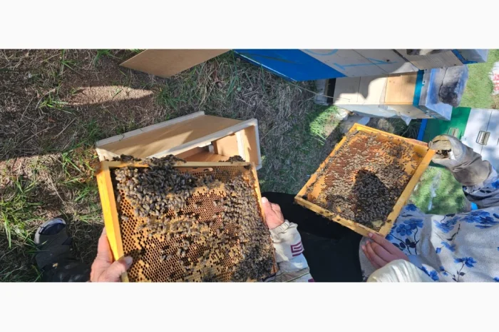 Продаються бджолопакети на 4 рамки- фото № 5