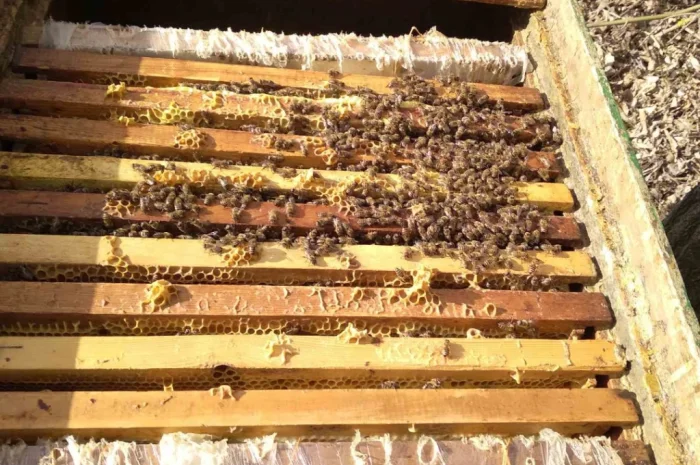 Продаются бджолопакеты- фото № 1