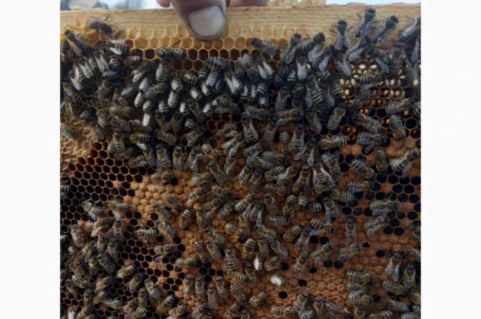Куплю бджолопакети на конец апреля - начало мая по цене от 1000 до 1300 грн- фото № 1