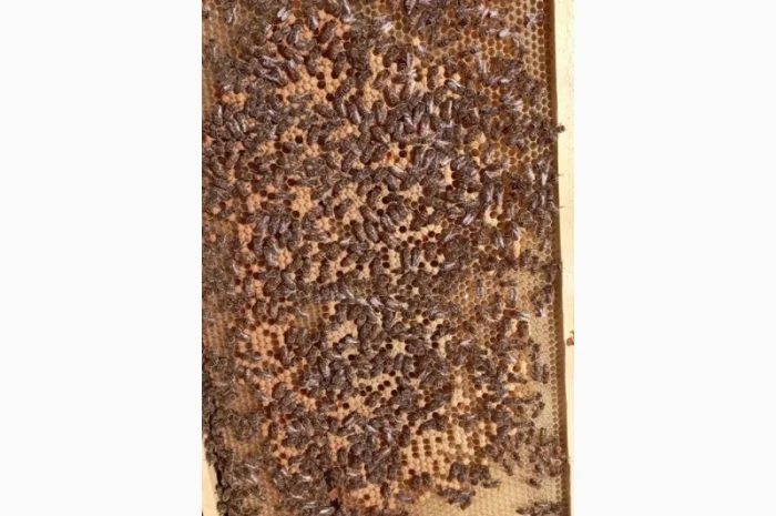 Продаються бджолопакети в Любашівці- фото № 1