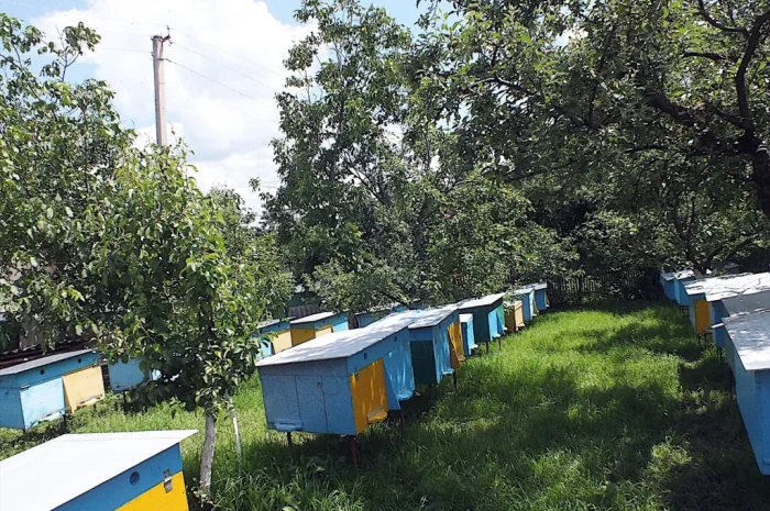 Продаються бджолопакети з 4 рамками розплоду- фото № 1