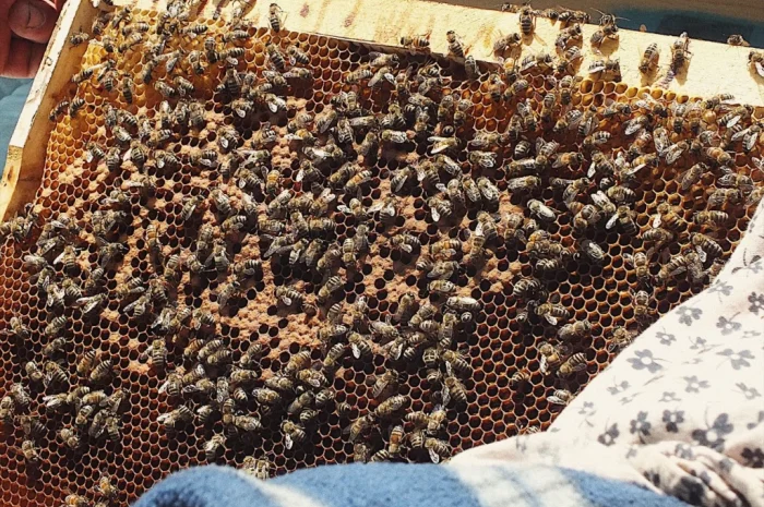 Продаються бджолопакети з 4 рамками розплоду- фото № 2