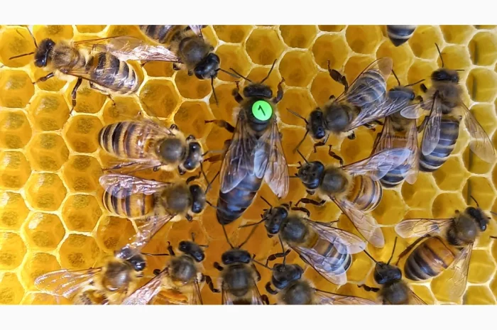 Бджолопакети з матками бакфаст та карніка- фото № 1