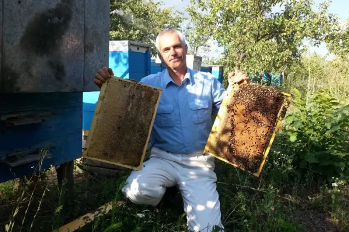 Продам пчелопакеты с собственной пасеки- фото № 1