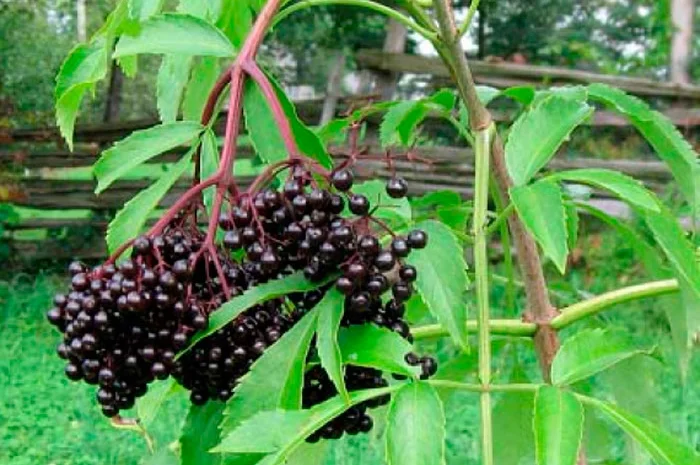 Пропонується бузина шнек, оригінал в мішку- фото № 1