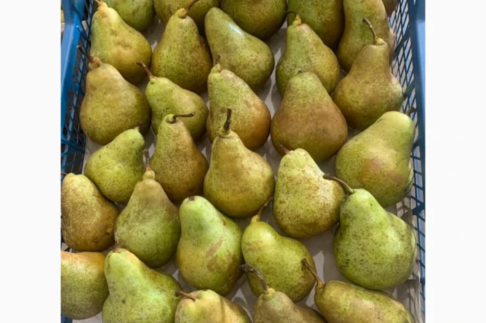 Продается груша сорта Рикс- фото № 1