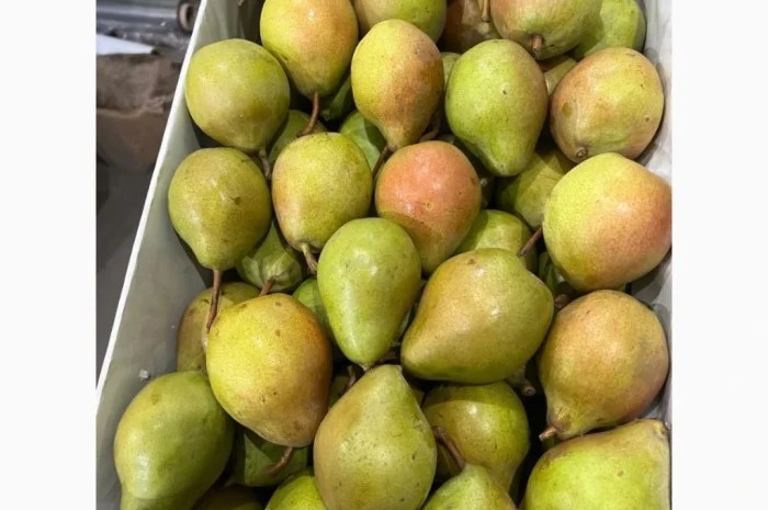 Продается груша сорта Рикс- фото № 2