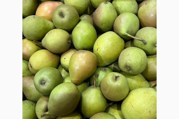 Продается груша сорта Рикс- фото № 3