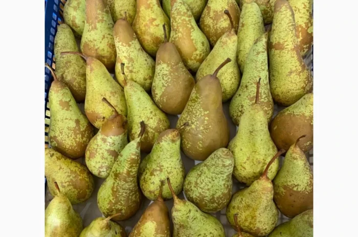 Продается груша сорта Рикс- фото № 4