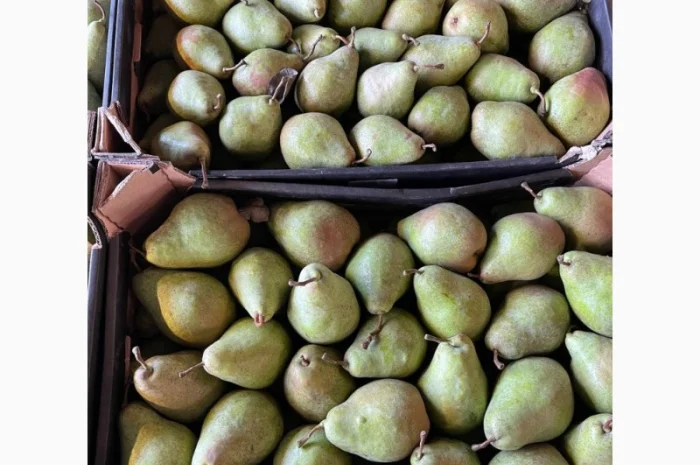 Продажа груш оптом от 1 до 10 тонн- фото № 1