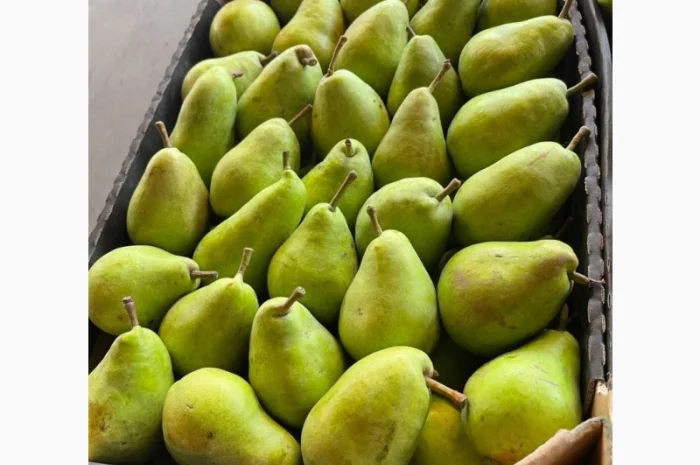 Продажа груш оптом от 1 до 10 тонн- фото № 2