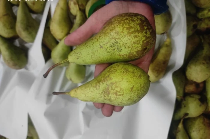 Продается груша сорта Конференция- фото № 2