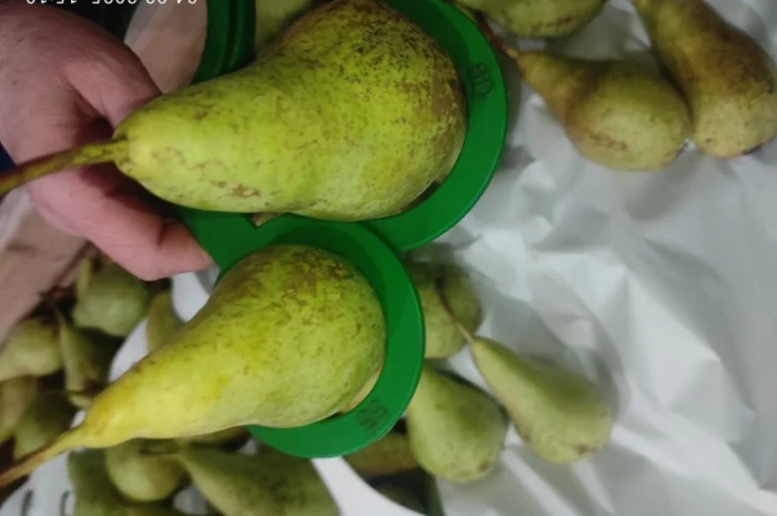 Продается груша сорта Конференция- фото № 3