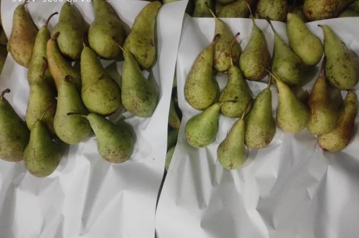 Продается груша сорта Конференция- фото № 4