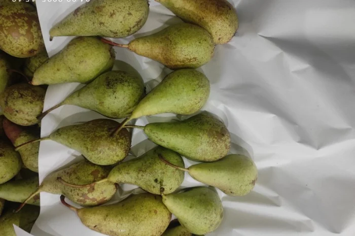 Продается груша сорта Конференция- фото № 5