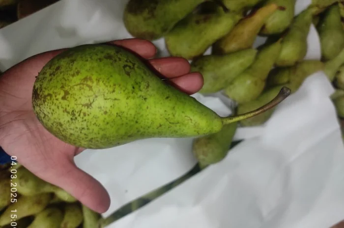 Продается груша сорта Конференция- фото № 6