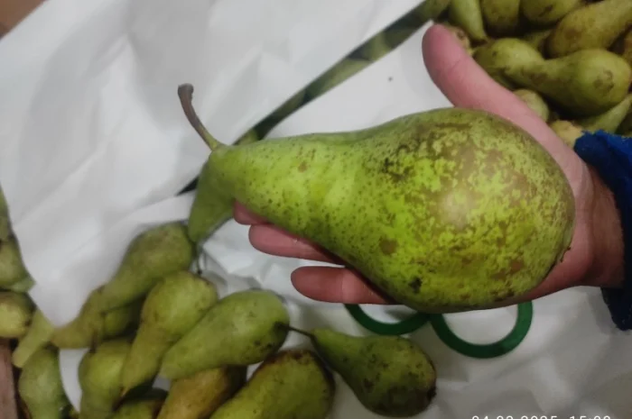 Продается груша сорта Конференция- фото № 7