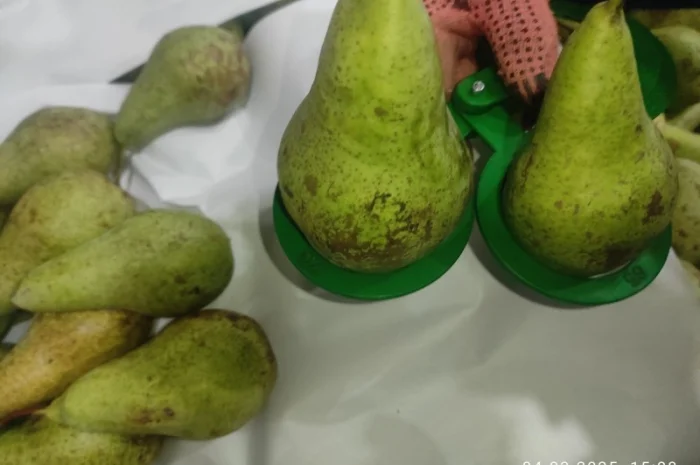 Продается груша сорта Конференция- фото № 8