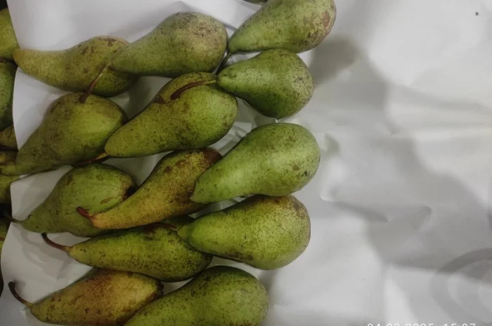 Продается груша сорта Конференция- фото № 9