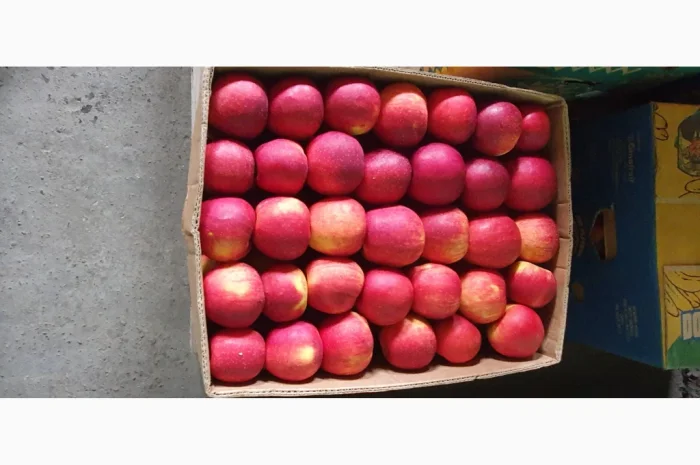 Пропонуються яблука високої якості- фото № 1