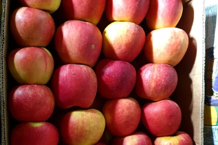 Пропонуються яблука високої якості- фото № 2