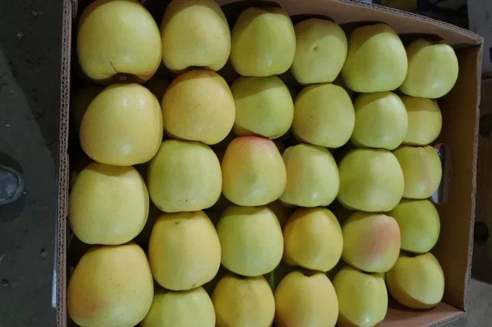 Пропонуються яблука високої якості- фото № 3