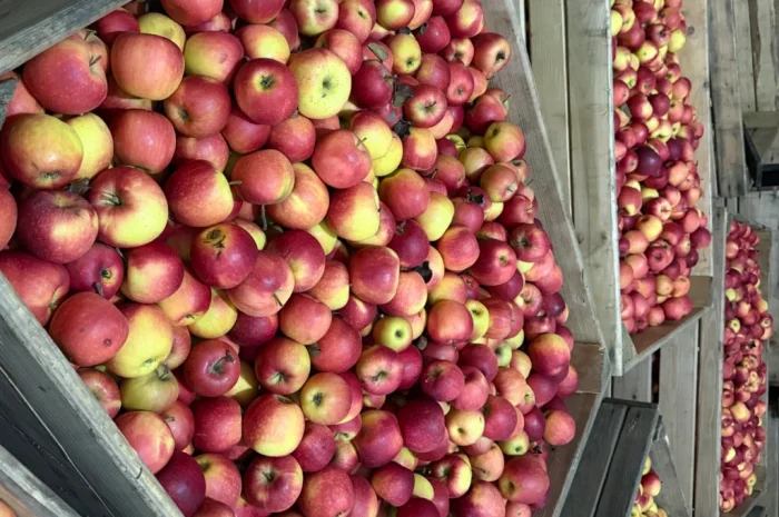 Продаються яблука Чемпіон відмінної якості- фото № 1