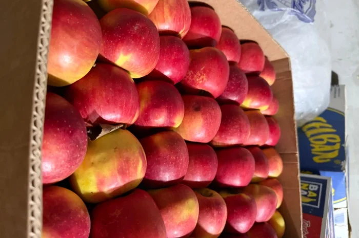Продаються яблука Чемпіон відмінної якості- фото № 2
