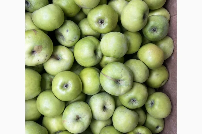 Продаются сортовые яблоки- фото № 1