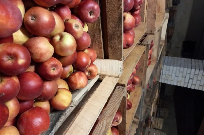 Яблука Айдаред - великі та красиві- фото № 1