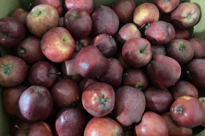 Продаются яблоки сорта Голден и Джерамин- фото № 3