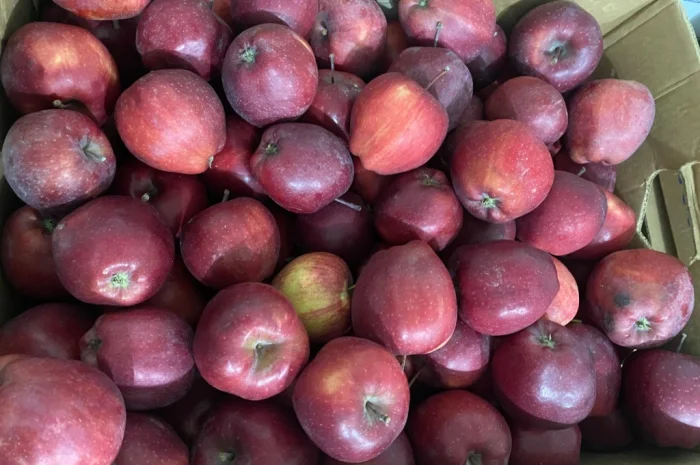 Продаются яблоки сорта Голден и Джерамин- фото № 4