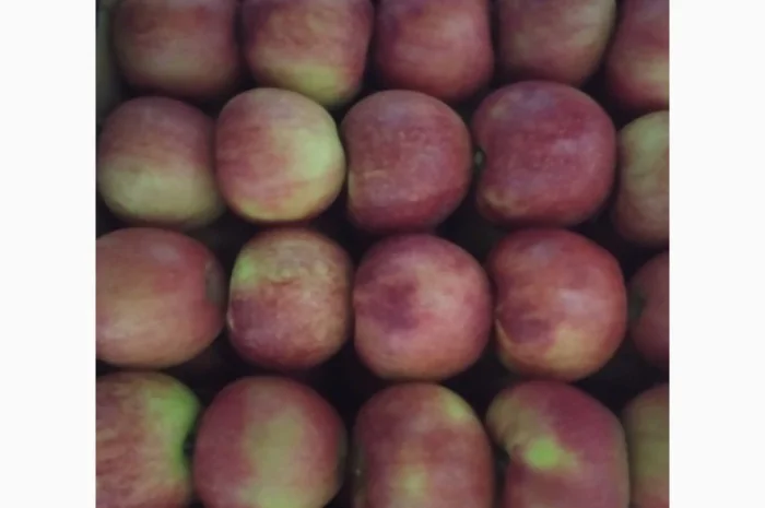 Продаются яблоки различных сортов- фото № 7