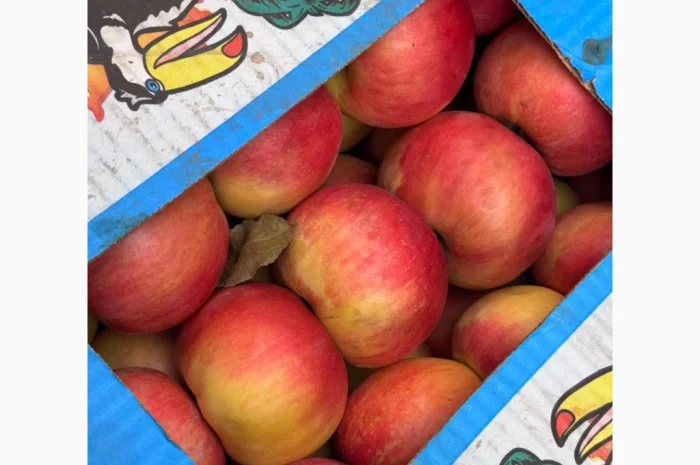 Продаются яблоки различных сортов- фото № 1