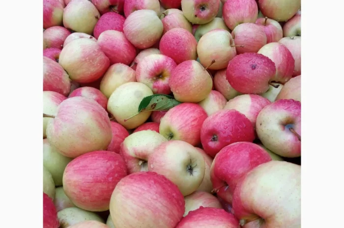 Продаются яблоки различных сортов- фото № 2