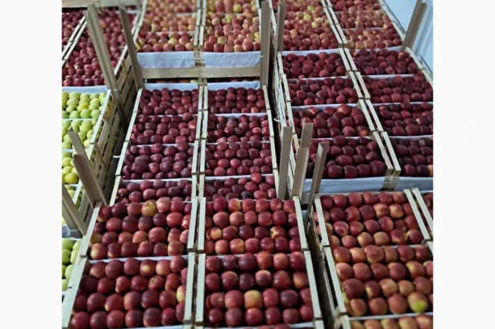 Продаются яблоки разных сортов- фото № 1