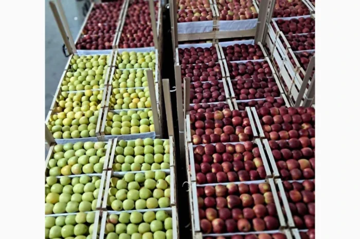 Продаются яблоки разных сортов- фото № 2