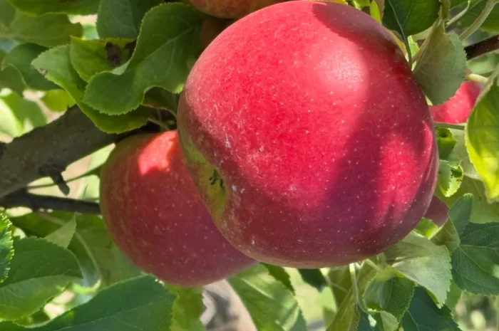 Продаются яблоки сорта Голден Делішес и Чемпіон Рено- фото № 1