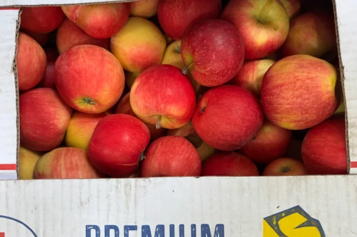 Продаются яблоки сорта Голден Делішес и Чемпіон Рено- фото № 2