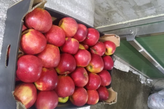 Продаются яблоки отличного качества- фото № 2