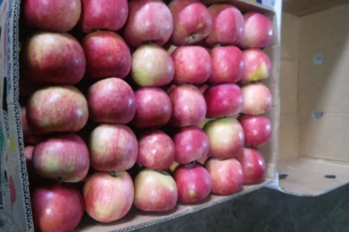 Продаются яблоки отличного качества- фото № 3