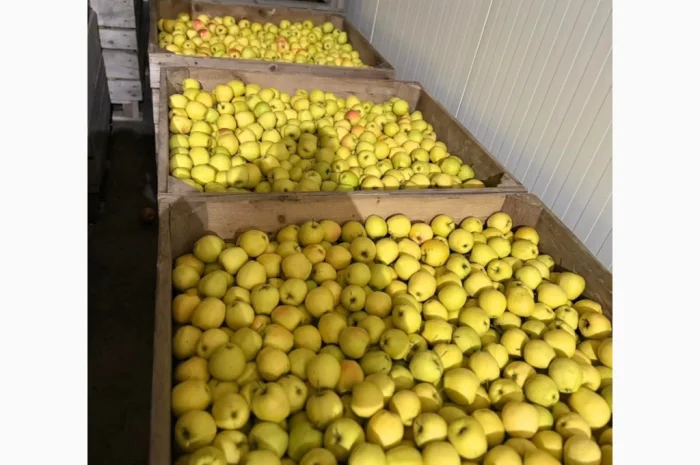 Продаются яблоки сорта Джеромін- фото № 2