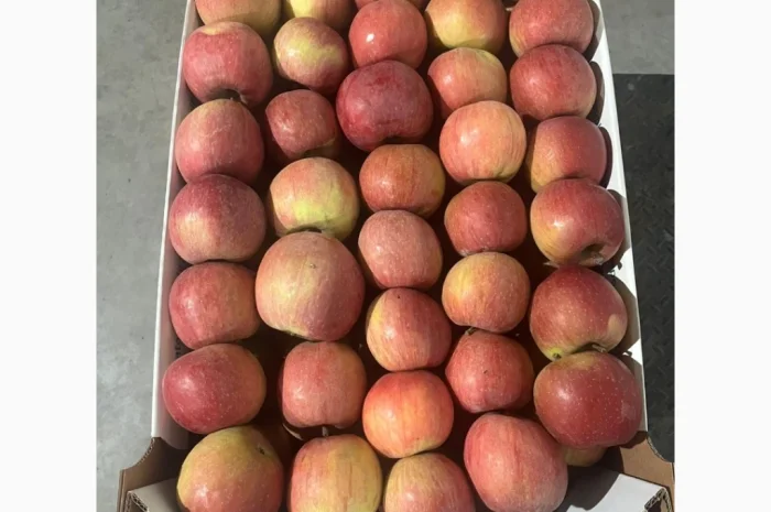 Продаются яблоки сорта Джеромін- фото № 6