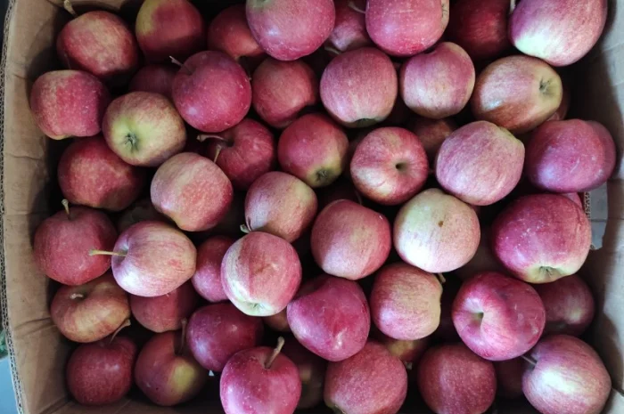 Продаються яблука різних сортів- фото № 1