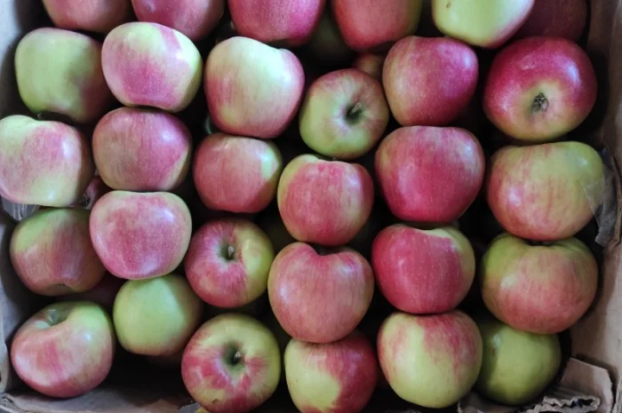 Продаються яблука різних сортів- фото № 2