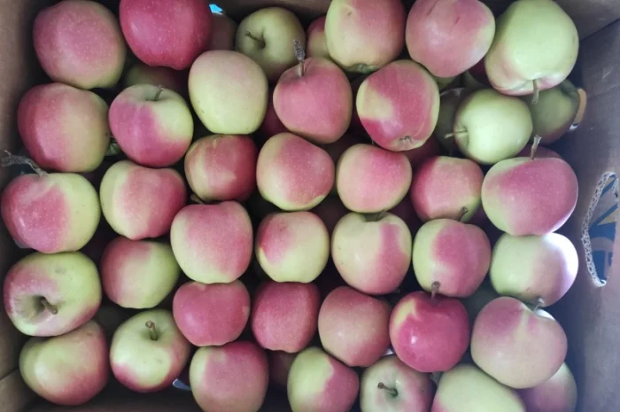 Продаються яблука різних сортів- фото № 3