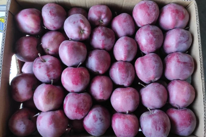 Продаються яблука різних сортів- фото № 4